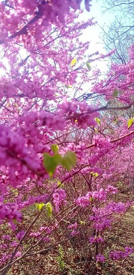 小芳，🌸减肥打卡主播照片