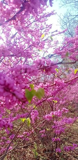 小芳🌸不跳舞主播照片