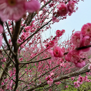 太灬岁海报