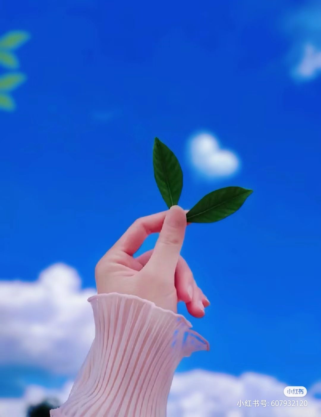 一树梨花压海唐同学☞的图片