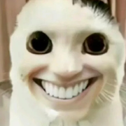 可爱（怕）猫猫