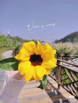 一树梨花压海唐同学☞主播照片