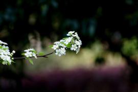 陌上╰.╯花开ღ主播照片