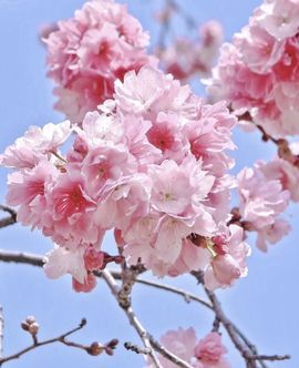 疯和尚——释真明主播照片