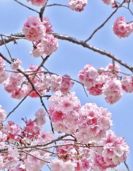 疯和尚——释真明主播照片