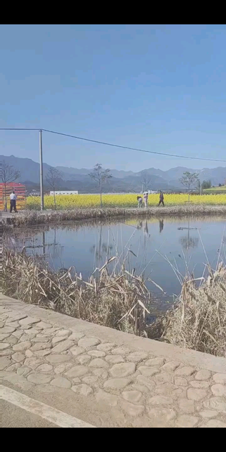 油菜花开