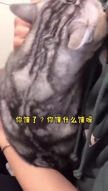 猫咪的语言能力有多强