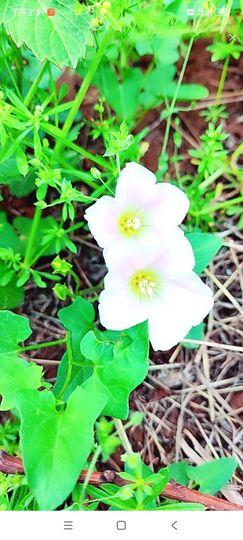 小芳，🌸减肥打卡主播照片