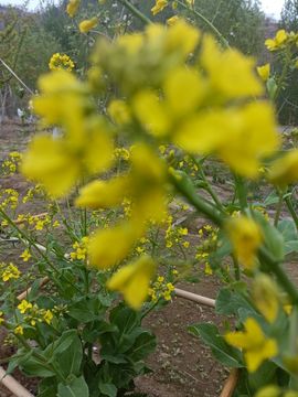 🌼阳阳得意🌼主播照片