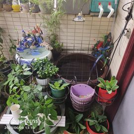 戰神大元帥黎歌主播照片