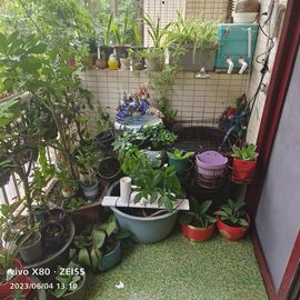 戰神大元帥黎歌主播照片