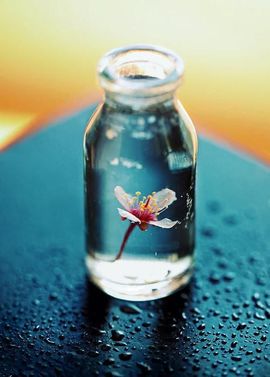 🌼阳阳得意🌼主播照片