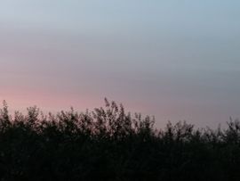 陌上╰.╯花开ღ主播照片