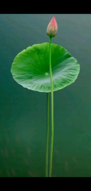 愿做风尘一朵莲 出泥不染水中仙