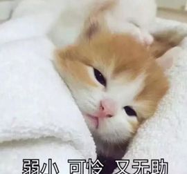 超甜糖经理深情演唱的图片