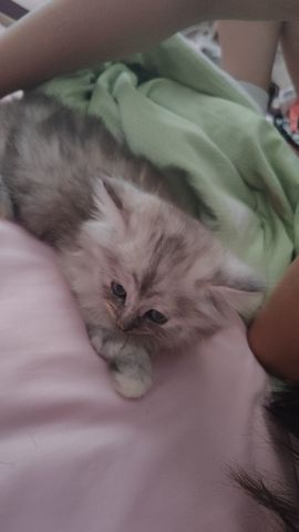 婷婷💕求升级的图片