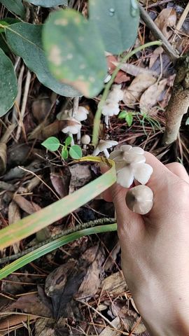 🍀莲花🌸主播照片