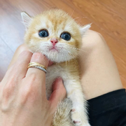 小小噻。