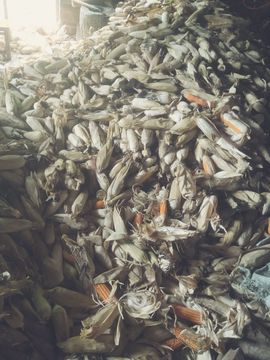傲世英雄6主播照片