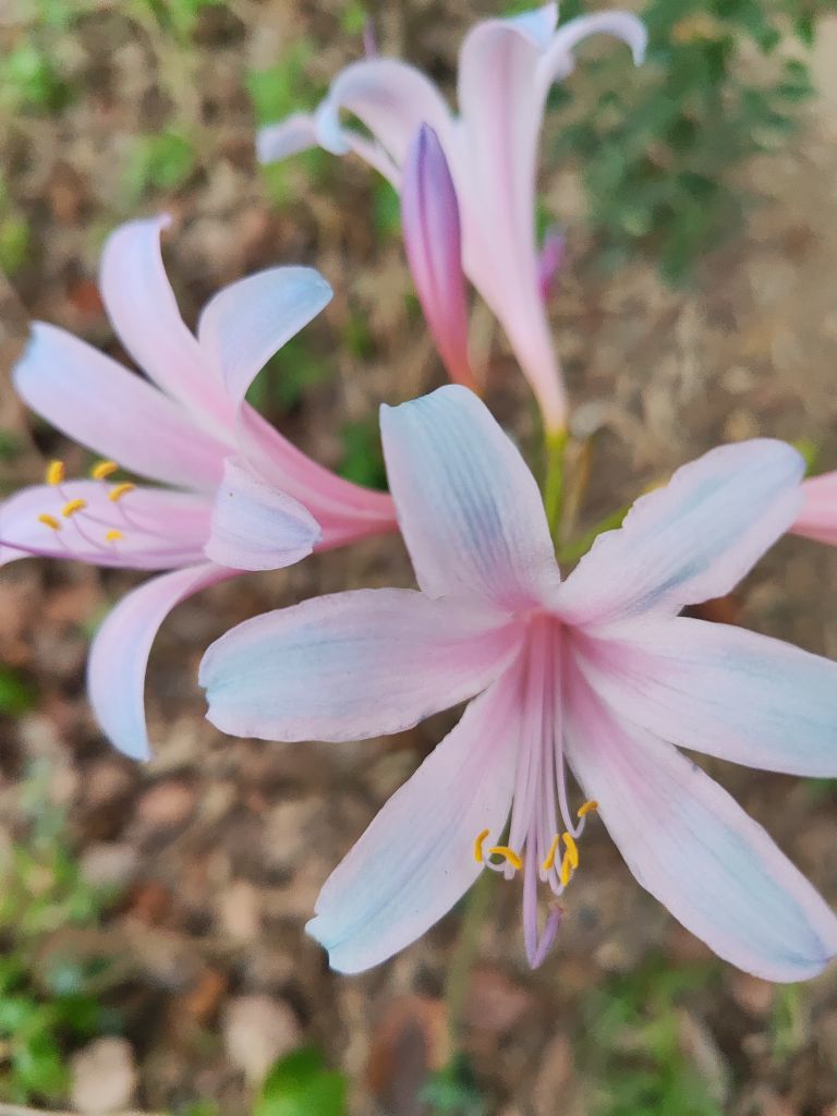 婷婷💕感恩有你陪伴的图片