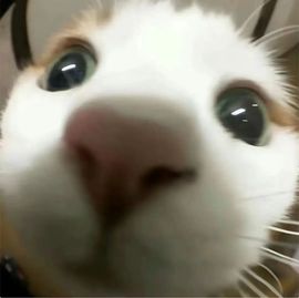阳阳💕休主播照片