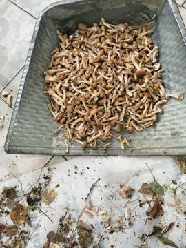 聆听~爱唱歌主播照片