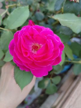玟玟🌸加油主播照片