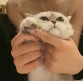 樱桃小丸毒子的图片