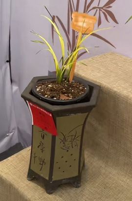 既不好看又不好骗主播照片