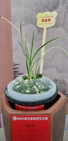 既不好看又不好骗主播照片