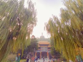 雪菜♫好运好运旺的图片