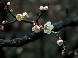 暗香⸝⸝主播照片