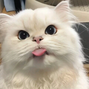 萌新宝宝Brnbyg的头像