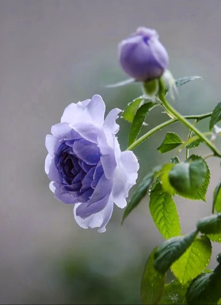 果果(平安好运)的图片