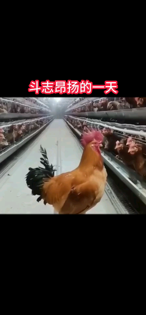 绝对搞笑