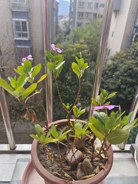 玟玟🌸加油主播照片