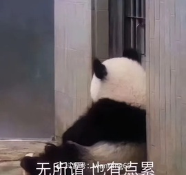 上官浅主播照片