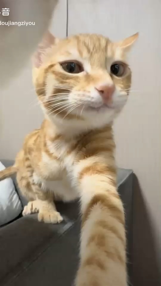 小猫/坏笑