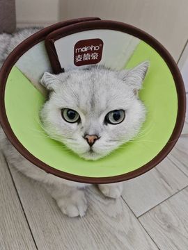 十七💕唱情歌主播照片