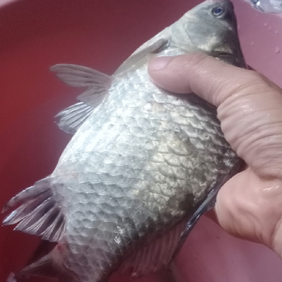 郁子风海报