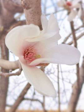 雪菜♫好运好运旺的图片