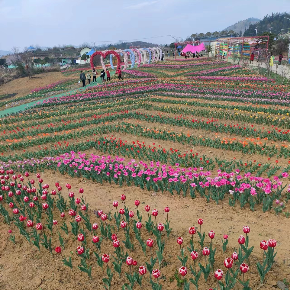 红艳首播海报