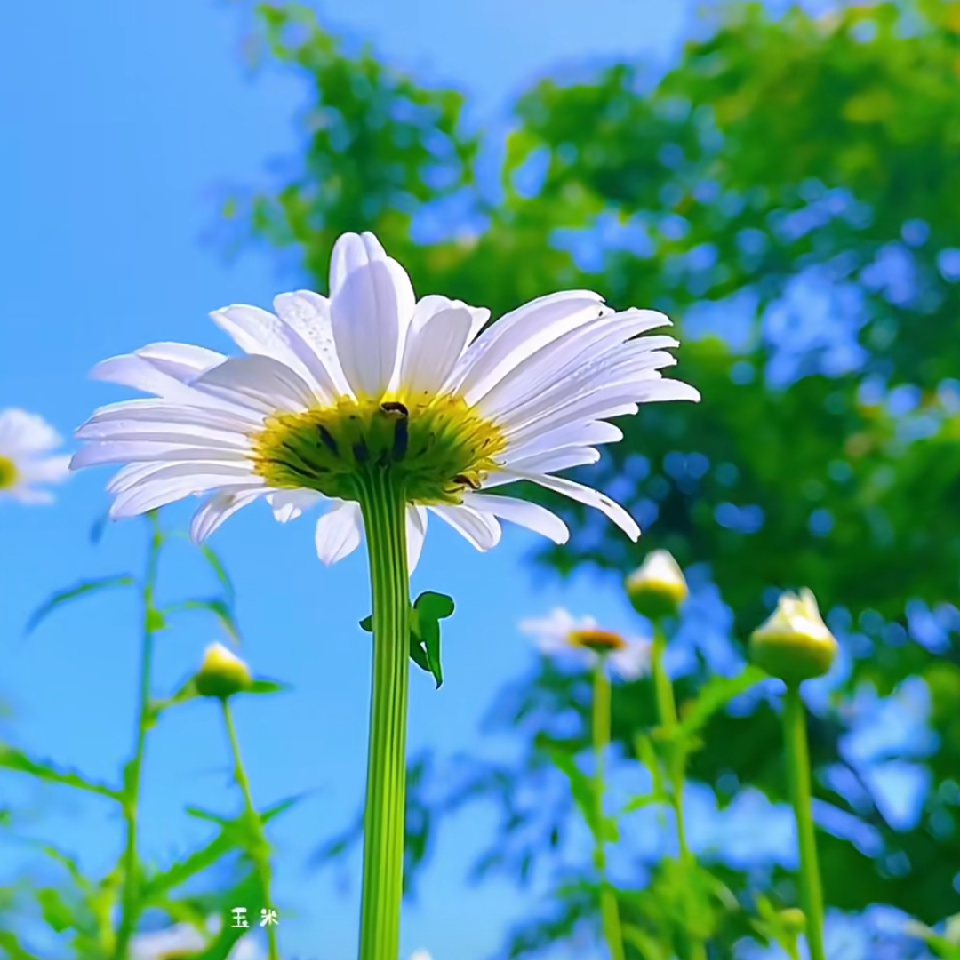 简一vi海报