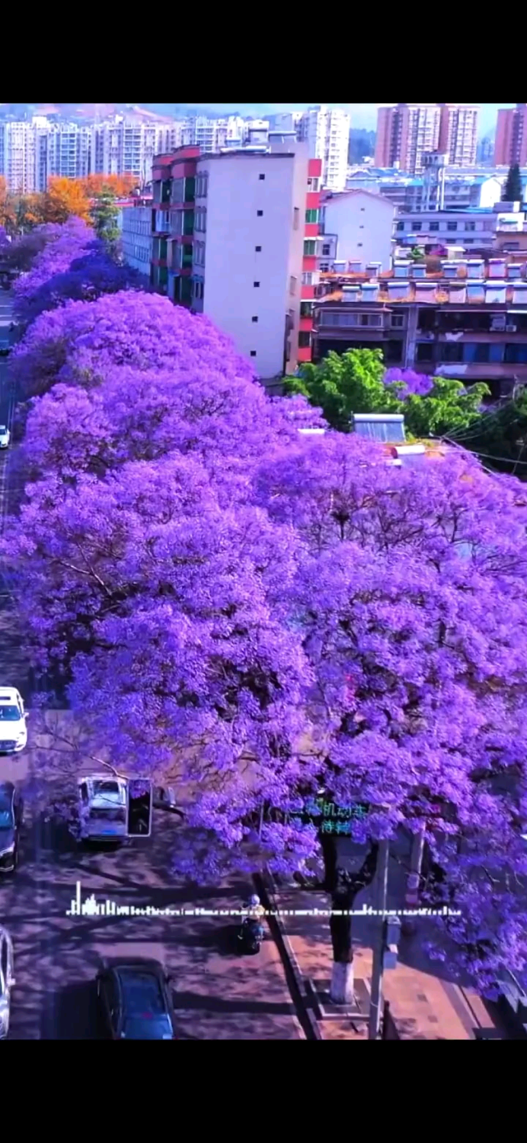 我们四川凉山彝族蓝花