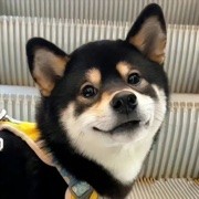 狗子∂丶