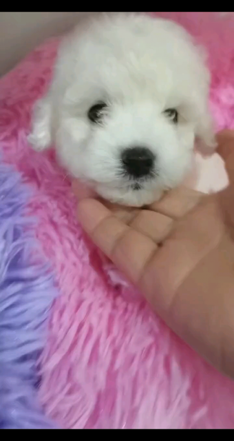 卷毛不掉毛小比熊