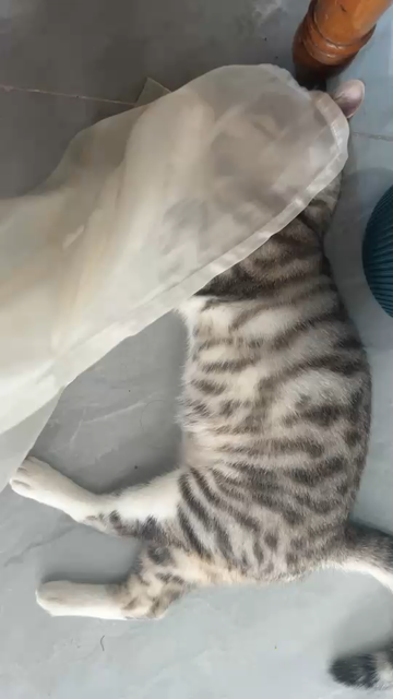 调皮小崽子