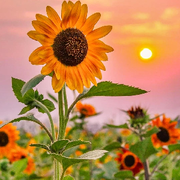 我是你的向日葵🌻