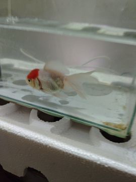 三生石下约定的图片