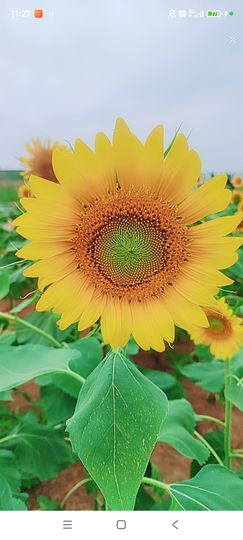 婷婷💕感恩有你陪伴主播照片